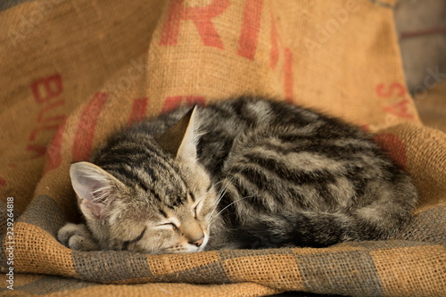 Photography Cute gray and white cat sleeping curled up on burlap bag
