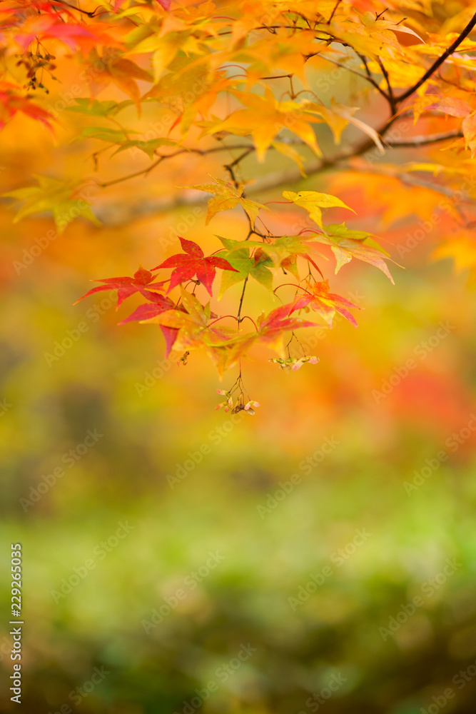 紅葉 紅葉