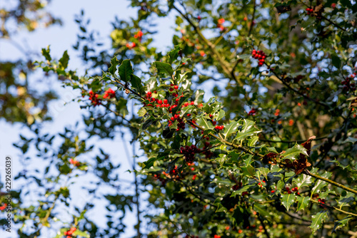 Holly Berries in Autumn - Savernake Forest © adfoto
