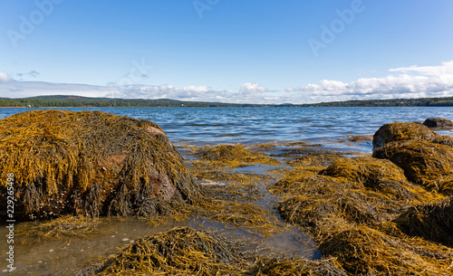 Several large rocks with floating seaweed during an incoming tide on the coast of Sears Island in Maine with Stockton Harbor in the distance on a summer day.