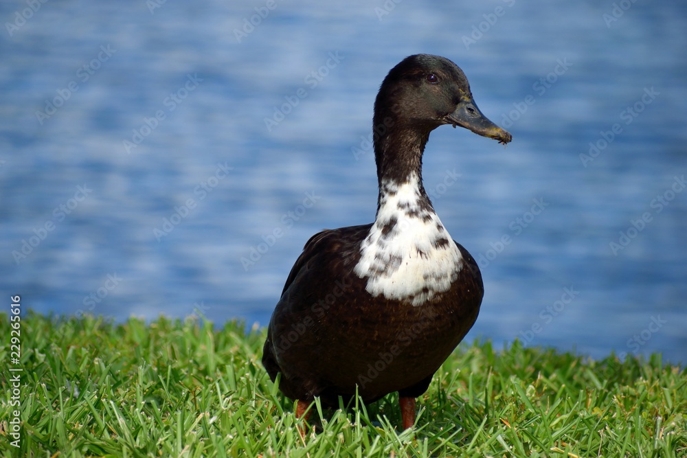 White And Black Duck