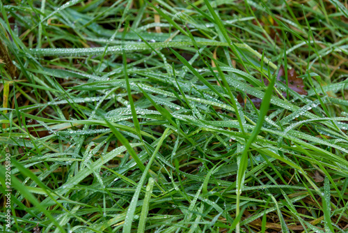 Closed-up Rain Drops on Green Grass