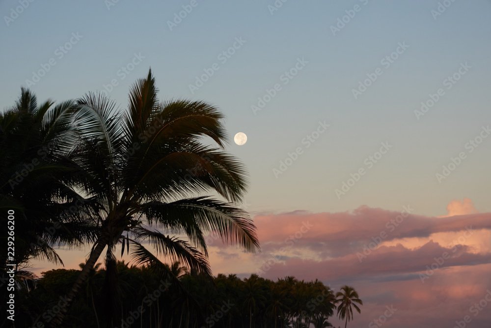 Palm trees at sunset with beautiful clouds and view of the moon.
