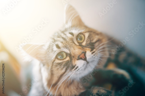 Fototapeta Naklejka Na Ścianę i Meble -  Portrait of striped cat.