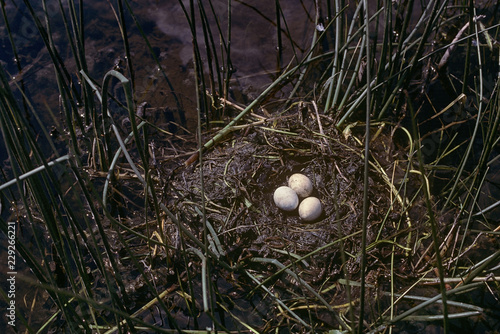 Floating nest of a horned grebe (Podiceps auritus) from a wetland in the prairies of Saskatchewan, Canada.  Nest with three white eggs on a nest of sedges.  Photographed on Kodachrome film. photo