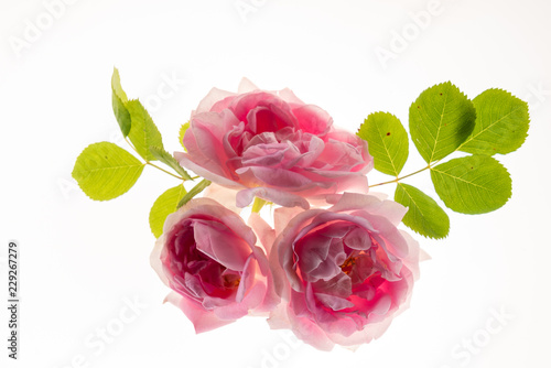 pink roses on the white background