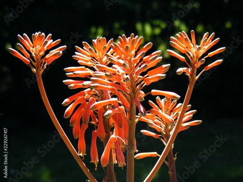 Close up of an aloe vera flower
