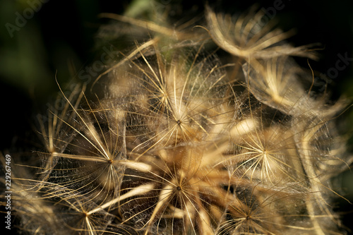 Fototapeta Naklejka Na Ścianę i Meble -  Closeup view of a dandelion blowball against dark background. Sunset time
