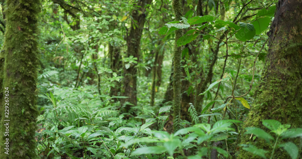 Fototapeta premium Defocused shot of dense rainforest with moss covered trees in Costa Rica