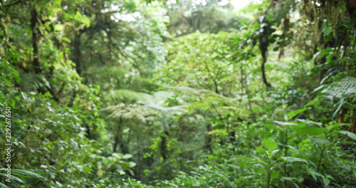 Out of focus nature background of lush plant life in Monteverde forest © rocketclips