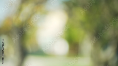 Out of focus background plate of suburban trees blowing in wind © rocketclips