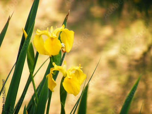 Close view of yellow flower