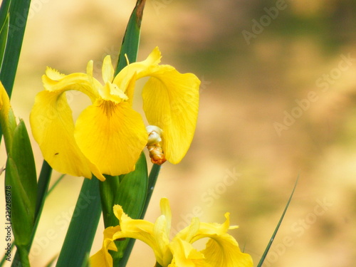 Close view of a wild yellow flower