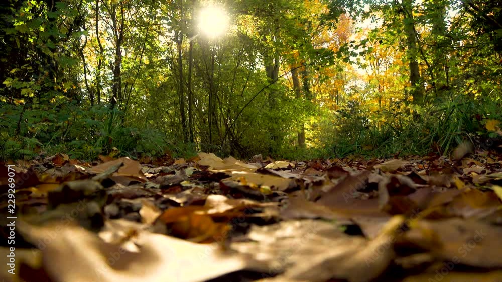Beautiful shot of Autumn leaf fall in woods Beautiful shot of Autumn leaf fall in woods