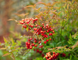 Colorful fall shrub with red berries ( Ardisia Crenata)