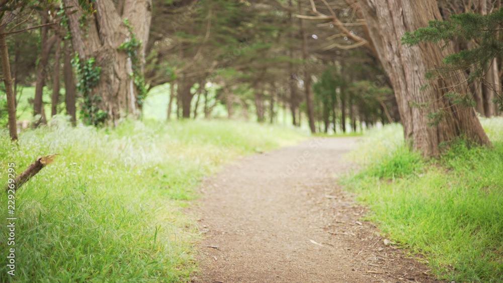Obraz premium Defocused background of scenic jogging trail through the wilderness