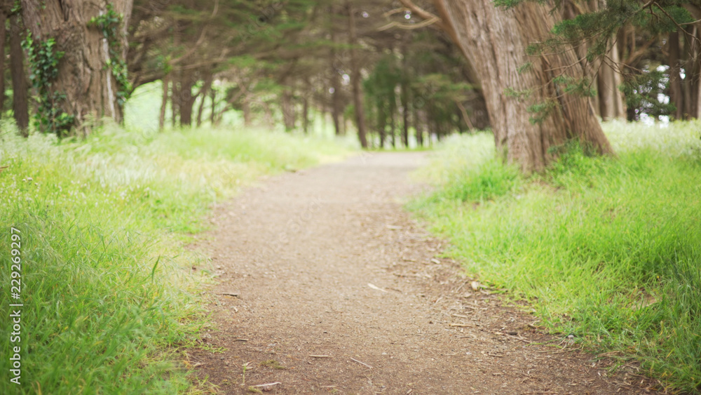 Background plate of an empty forest trail through lush trees for compositing