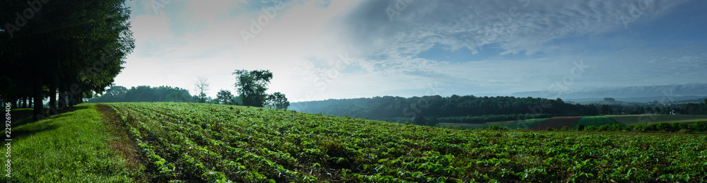 Farm Field Panorama