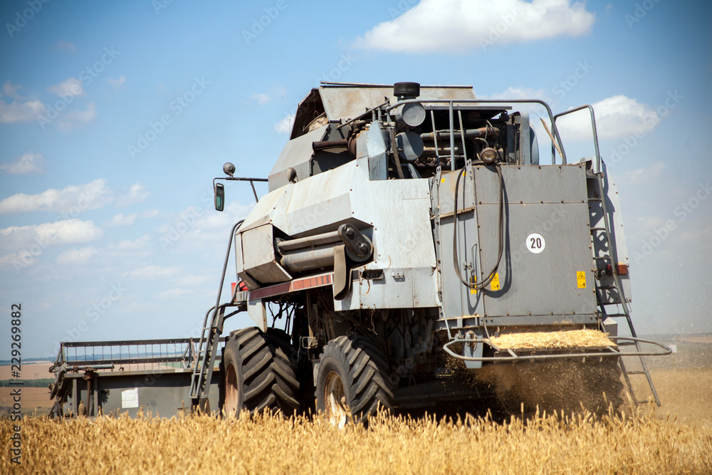 Fototapeta premium Harvester machine to harvest wheat field working