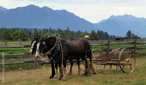Horse-drawn Wagon © Jessica