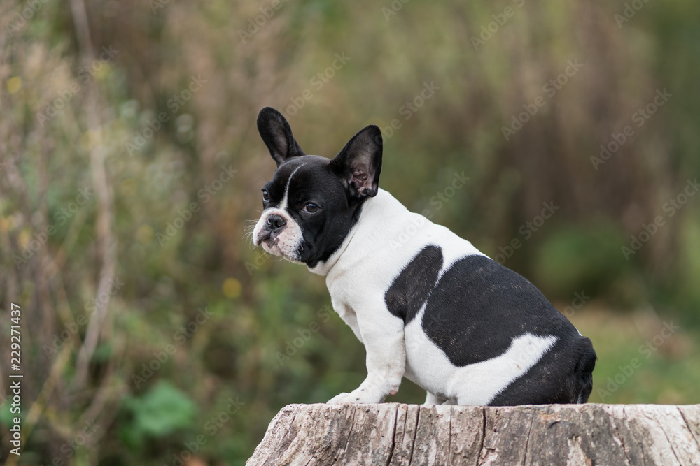 young french bulldog