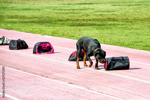 Drug sniffing dog training. photo