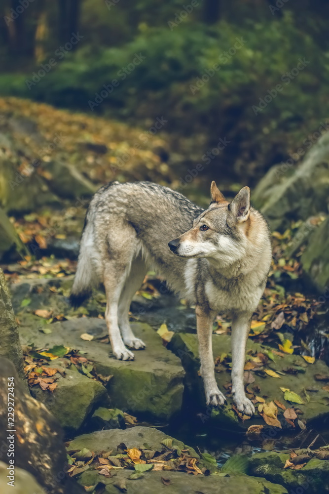Autumn portrait of white, grey, reddish and black Czechoslovakian wolfdog standing on stones covered with yellow and orange leaves, looking sideways, stream, vertical image, blurry background
