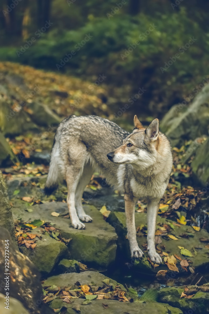 Autumn portrait of white, grey, reddish and black Czechoslovakian wolfdog standing on stones covered with yellow and orange leaves, looking sideways, stream, vertical image, blurry background Autumn portrait of white, grey, reddish and black Czechoslovakian wolfdog standing on stones covered with yellow and orange leaves, looking sideways, stream, vertical image, blurry background