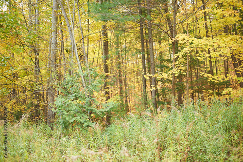Fall in Barrie, Ontario