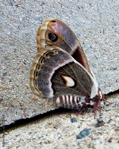 Moth in its Beauty