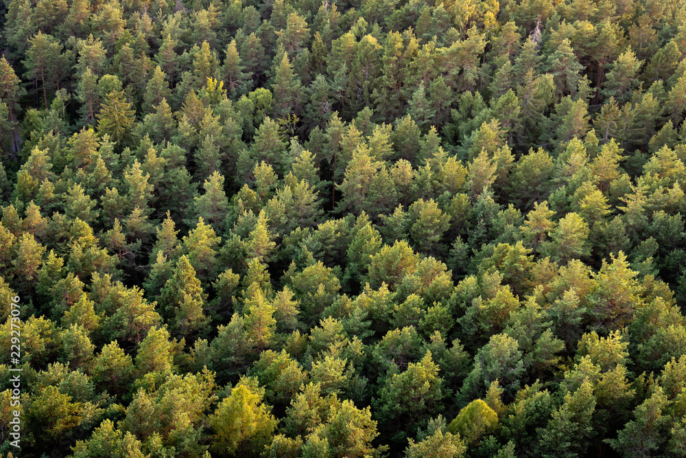 Beautiful panoramic photo over the tops of pine forest. Aerial view. From above. Top view Beautiful panoramic photo over the tops of pine forest. Aerial view. From above. Top view