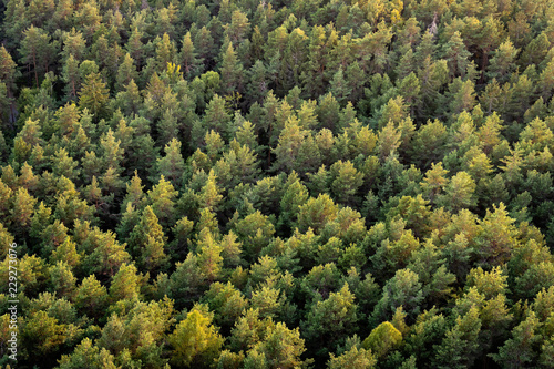 Beautiful panoramic photo over the tops of pine forest. Aerial view. From above. Top view © ako-photography