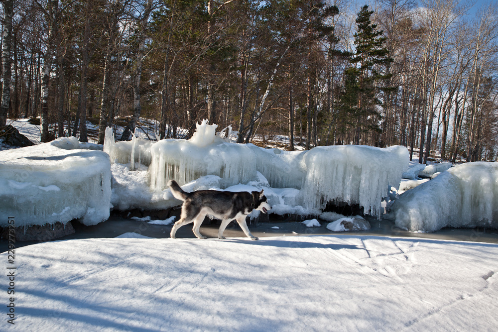 Dog breed Siberian Husky running on the black ice of a frozen lake
