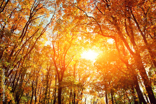 Goldener Herbst © Thaut Images