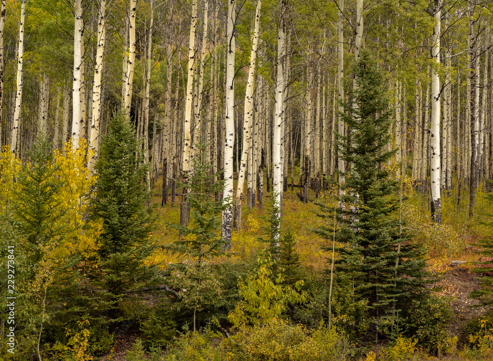 Aspen forest