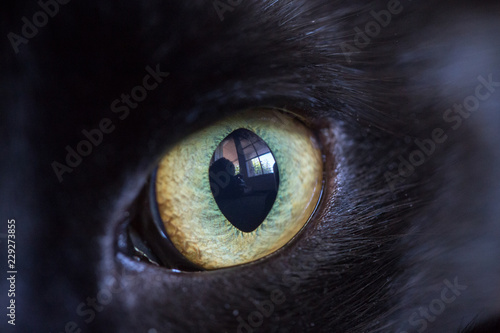 Cat's Eye Close-up photo