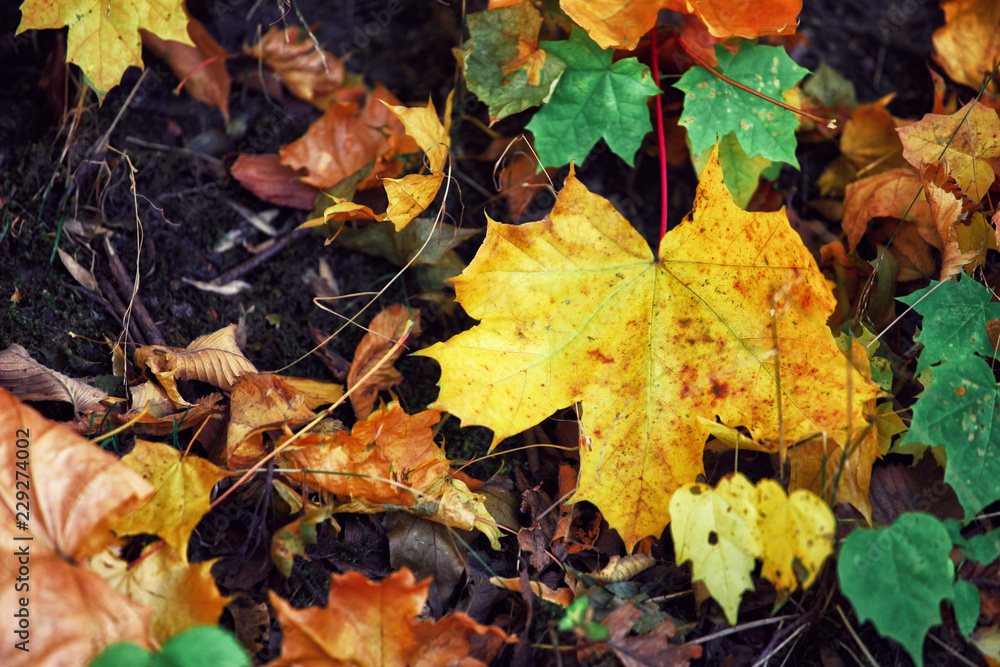 Goldener Herbst