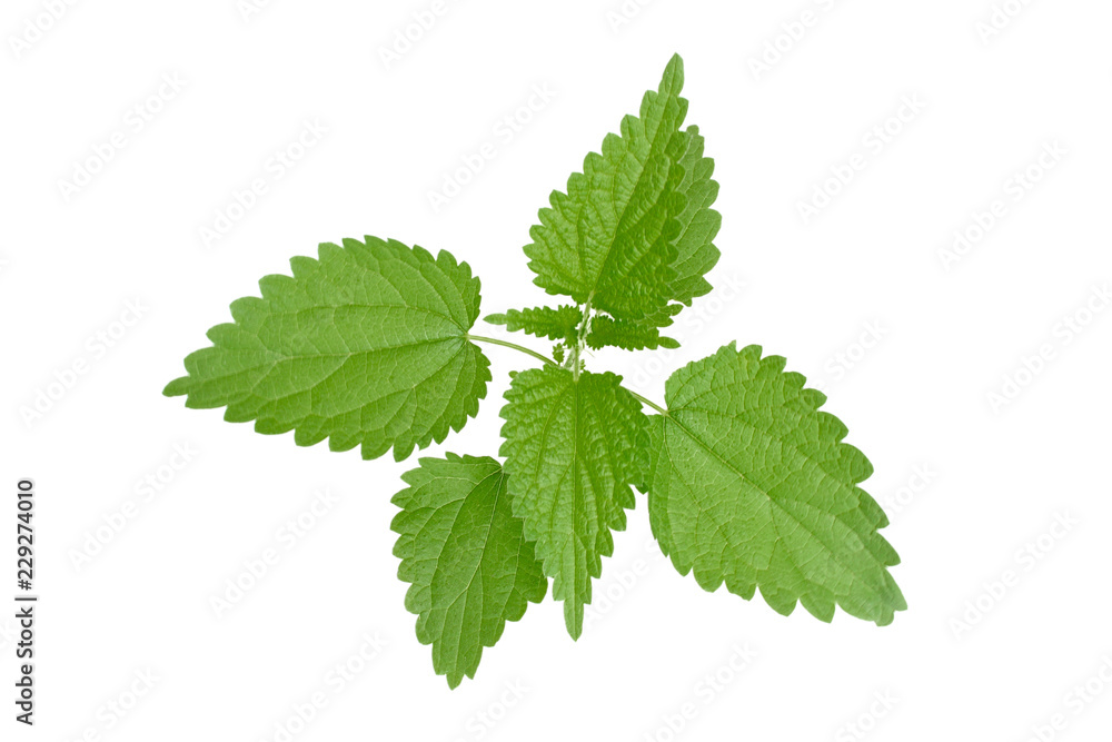 Stinging nettle leaves isolated on white background
Stinging nettle leaves isolated on white background