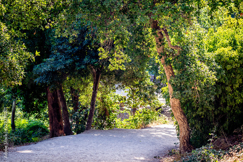A beautiful day in forest in Rmilate forest in summer