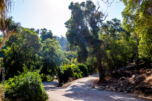 A beautiful day in forest in Rmilate forest in summer