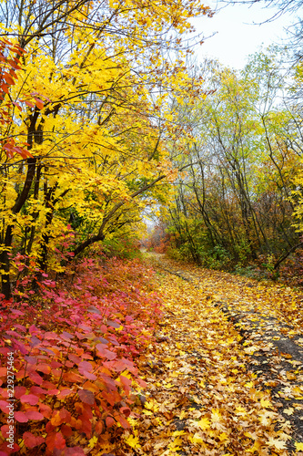 Colorful leaves of trees in the autumn forest, colors of leaf-fall. Autumnal forest landscape. © iryna_l