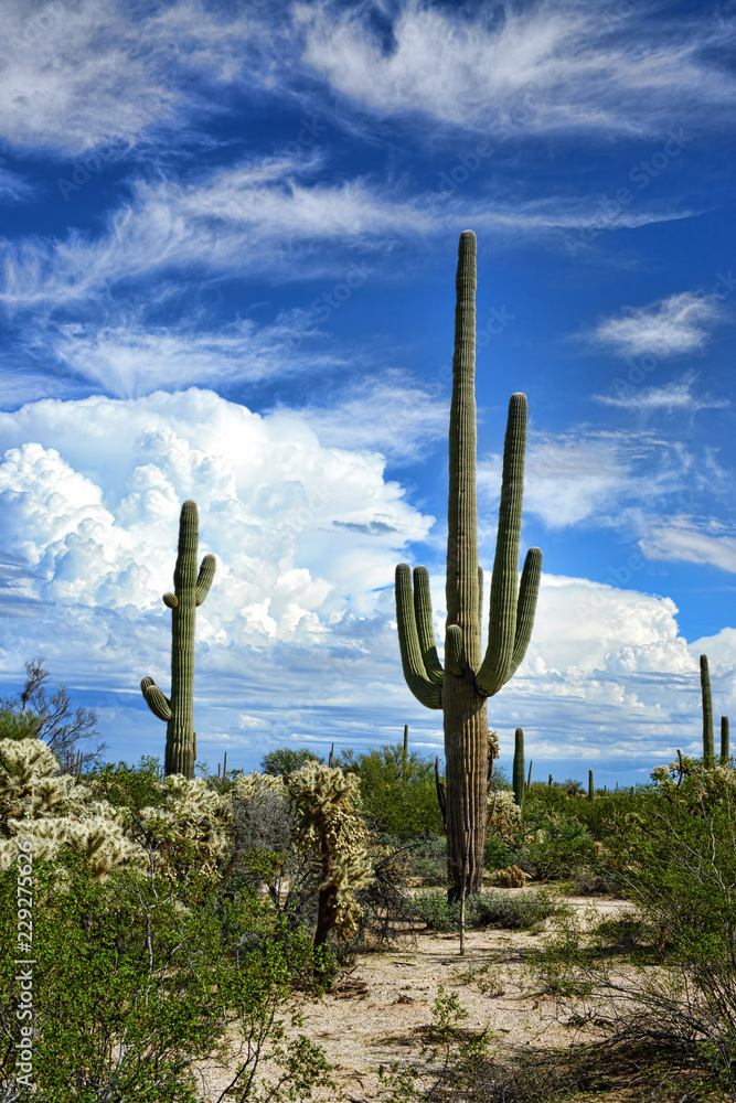 Saguaro Cactus cereus giganteus Sonora Desert