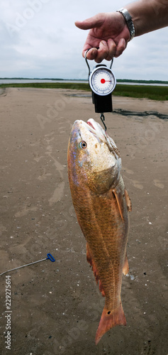 Weighing fish Red drum (Sciaenops ocellatus) on spring scales against a sandy beach. Texas Gulf Coast, USA photo