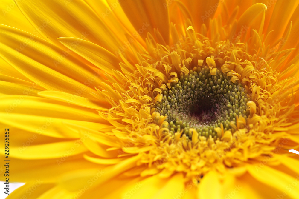 Yellow Daisy Yellow Daisy
