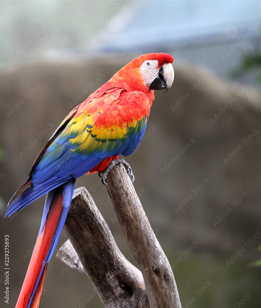 Fototapeta premium Papuga