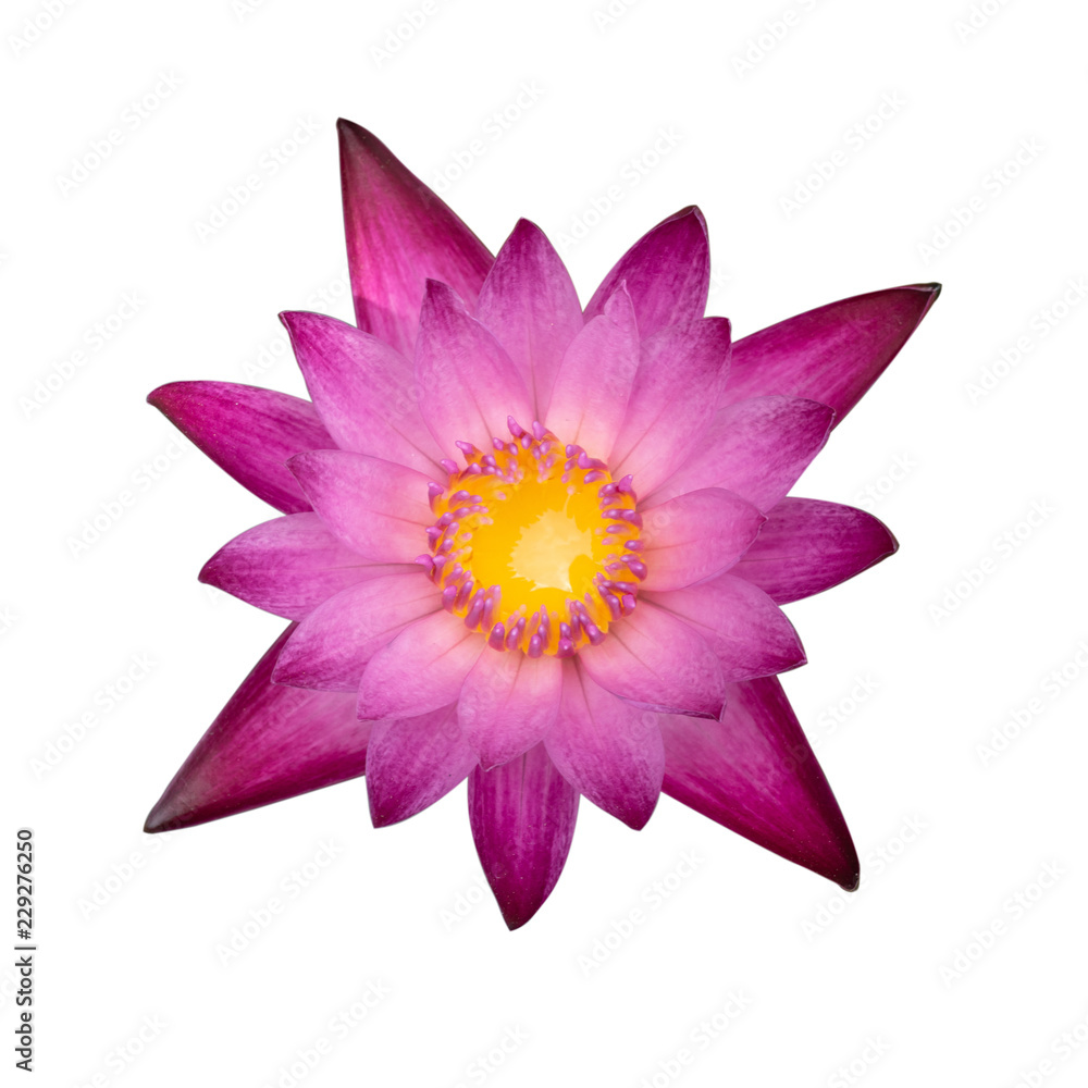 top view of pink waterlily flower isolated on white background with clipping path,pink lotus top view of pink waterlily flower isolated on white background with clipping path,pink lotus