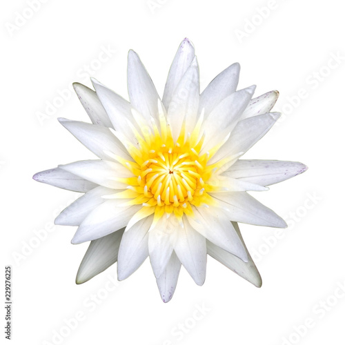 top view of white waterlily flower isolated on white background with clipping path,white lotus