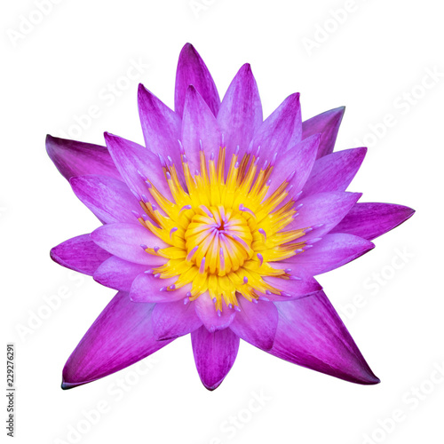 pink waterlily flower isolated on white background with clipping path  pink lotus