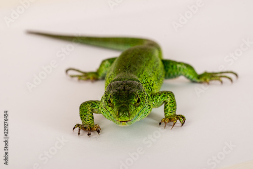 Live aggressive green lizard Lacerta trilineataon a white background. Shallow selective focus
