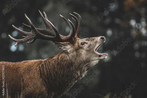 Red Deer (Cervus elaphus) stag bellowing during the rut